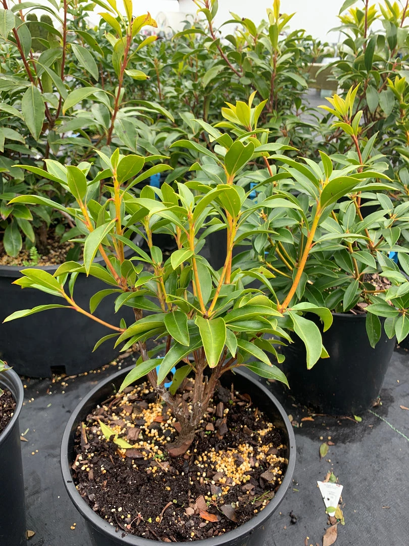 Pandy's Garden Center Mountain Laurel Pinwheel - 3 4 Pandy's Garden Center Mountain Laurel Pinwheel - 3