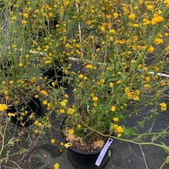 Pandy's Garden Center Kerria Double Yellow D-8 !