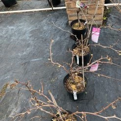 Pandy's Garden Center Vitis Canadice Seedless Nursery