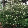 Pandy's Garden Center Viburnum ‘Mohican’ Nursery