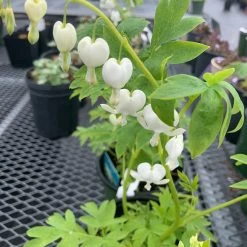Pandy's Garden Center Perennials Dicentra Spectaculars 'alba' Bleeding Heart White