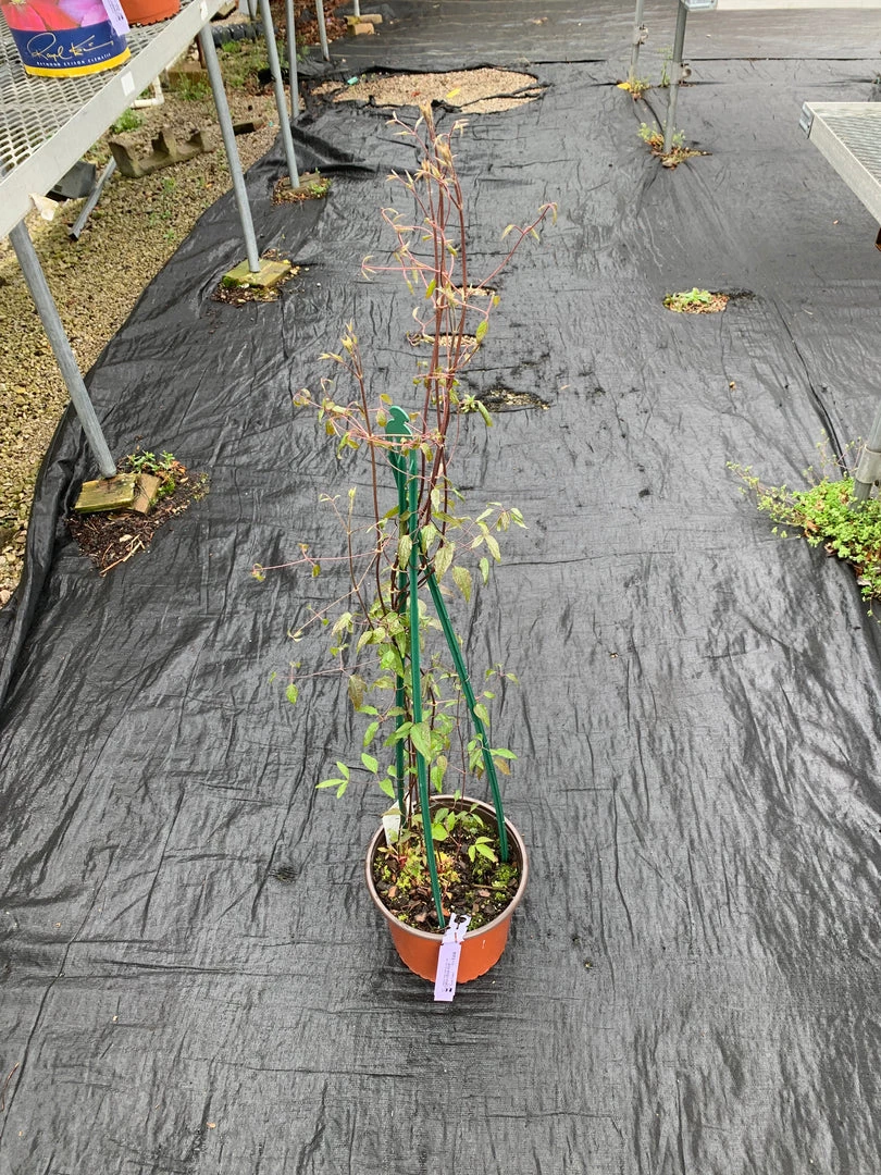 Pandy's Garden Center Clematis’ Etoile Violet Perennials 3 Pandy's Garden Center Clematis’ Etoile Violet Perennials