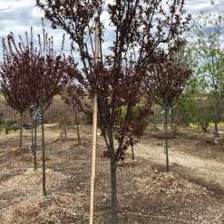 Pandy's Garden Center Nursery Plum - Thundercloud Flowering 5 Pandy's Garden Center Nursery Plum - Thundercloud Flowering