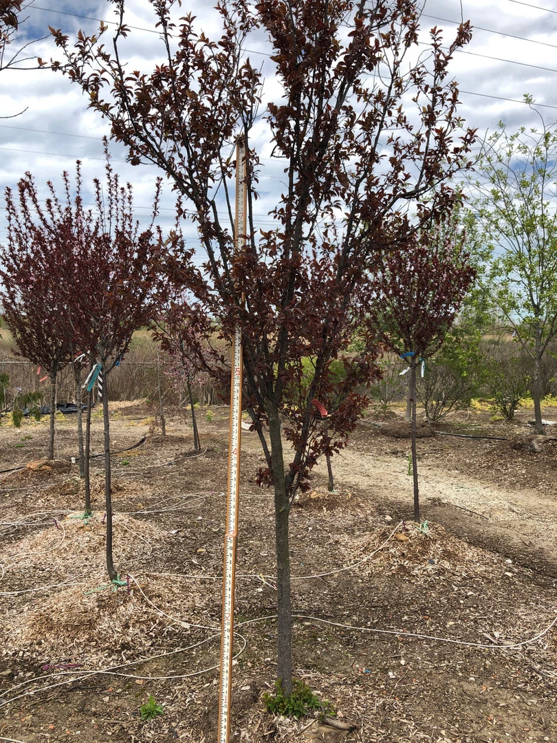 Pandy's Garden Center Nursery Plum - Thundercloud Flowering 4 Pandy's Garden Center Nursery Plum - Thundercloud Flowering