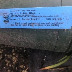 Pandy's Garden Center Nursery Lily Turf - Big Blue