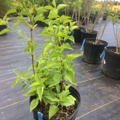 Pandy's Garden Center Lilac Primrose - Butter Yellow Nursery