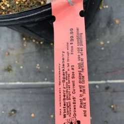 Pandy's Garden Center Nursery Winterberry-Sparkleberry D-3 !