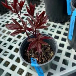 Pandy's Garden Center Peony ‘Krinkled White’