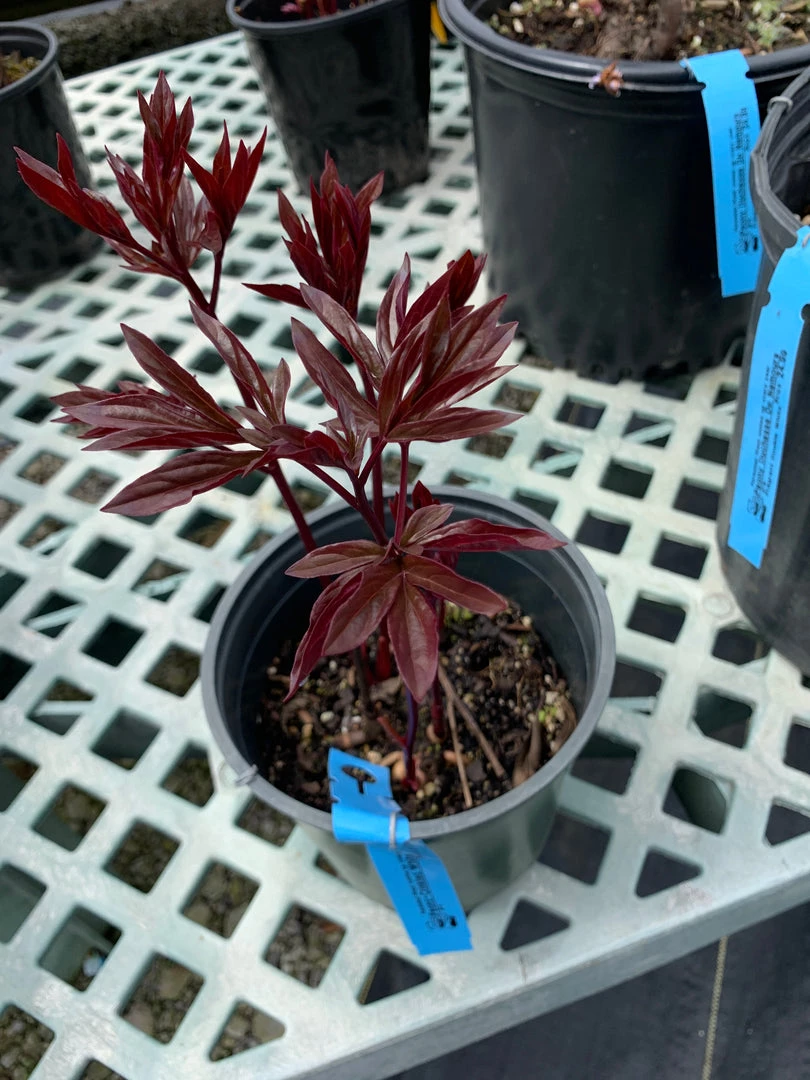 Pandy's Garden Center Peony ‘Krinkled White’ 3 Pandy's Garden Center Peony ‘Krinkled White’
