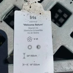 Pandy's Garden Center Iris ‘welcome Return’