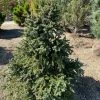 Pandy's Garden Center Fir Prostrate Blue Spanish 1 Pandy's Garden Center Fir Prostrate Blue Spanish
