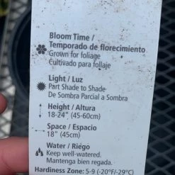 Pandy's Garden Center Fern ‘autumn’ Perennials