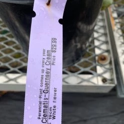 Pandy's Garden Center Clematis’ Guernsey Cream Perennials