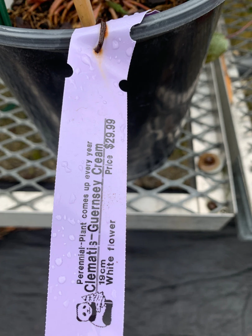 Pandy's Garden Center Clematis’ Guernsey Cream Perennials 3 Pandy's Garden Center Clematis’ Guernsey Cream Perennials