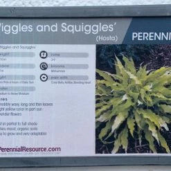 Pandy's Garden Center Hosts ‘wiggles And Squiggles’