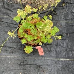 Pandy's Garden Center Heuchera Apple Crisp Coral Bells