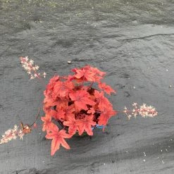 Pandy's Garden Center Heucherella’ Sweet Tea' Coral Bells Perennials