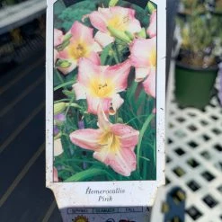 Pandy's Garden Center Hemerocallis/ Day Lily ‘Siloam Classic’ Perennials