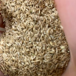 Pandy's Garden Center Kentucky Bluegrass By The Pound Lawn & Garden