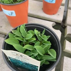 Pandy's Garden Center Hosts ‘baby Bunting’