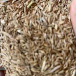 Pandy's Garden Center All Pro Grass Seed By The Pound Lawn & Garden