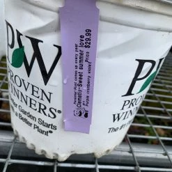 Pandy's Garden Center Clematis’ Sweet Summer Love Perennials