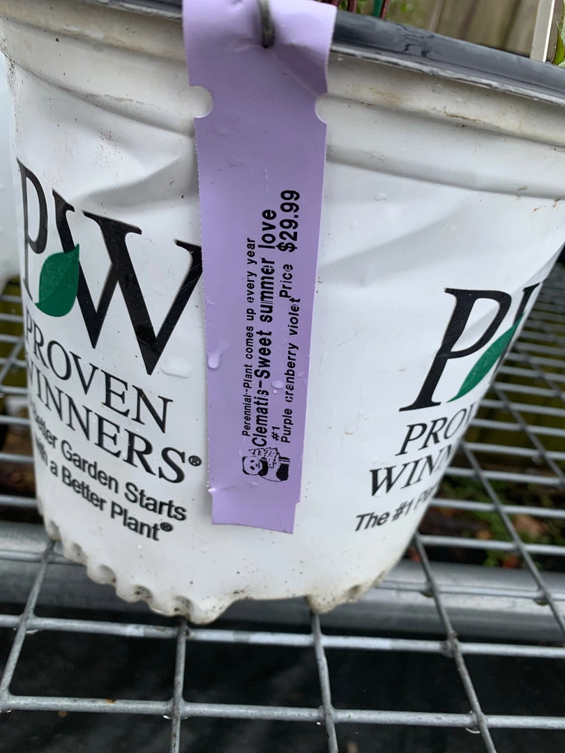 Pandy's Garden Center Clematis’ Sweet Summer Love Perennials 3 Pandy's Garden Center Clematis’ Sweet Summer Love Perennials