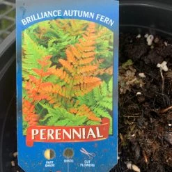 Pandy's Garden Center Dryopteris Erythrosora Fern Brilliance Autumn