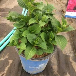 Pandy's Garden Center Hydrangea Summer Crush Endless Summer
