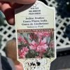 Pandy's Garden Center Guara ‘whirling Butterflies’ Perennials 1 Pandy's Garden Center Guara ‘whirling Butterflies’ Perennials