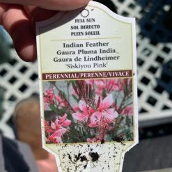 Pandy's Garden Center Guara ‘whirling Butterflies’ Perennials