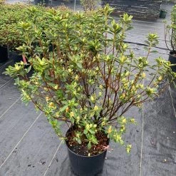 Pandy's Garden Center Azalea - Cascade White 5 Pandy's Garden Center Azalea - Cascade White