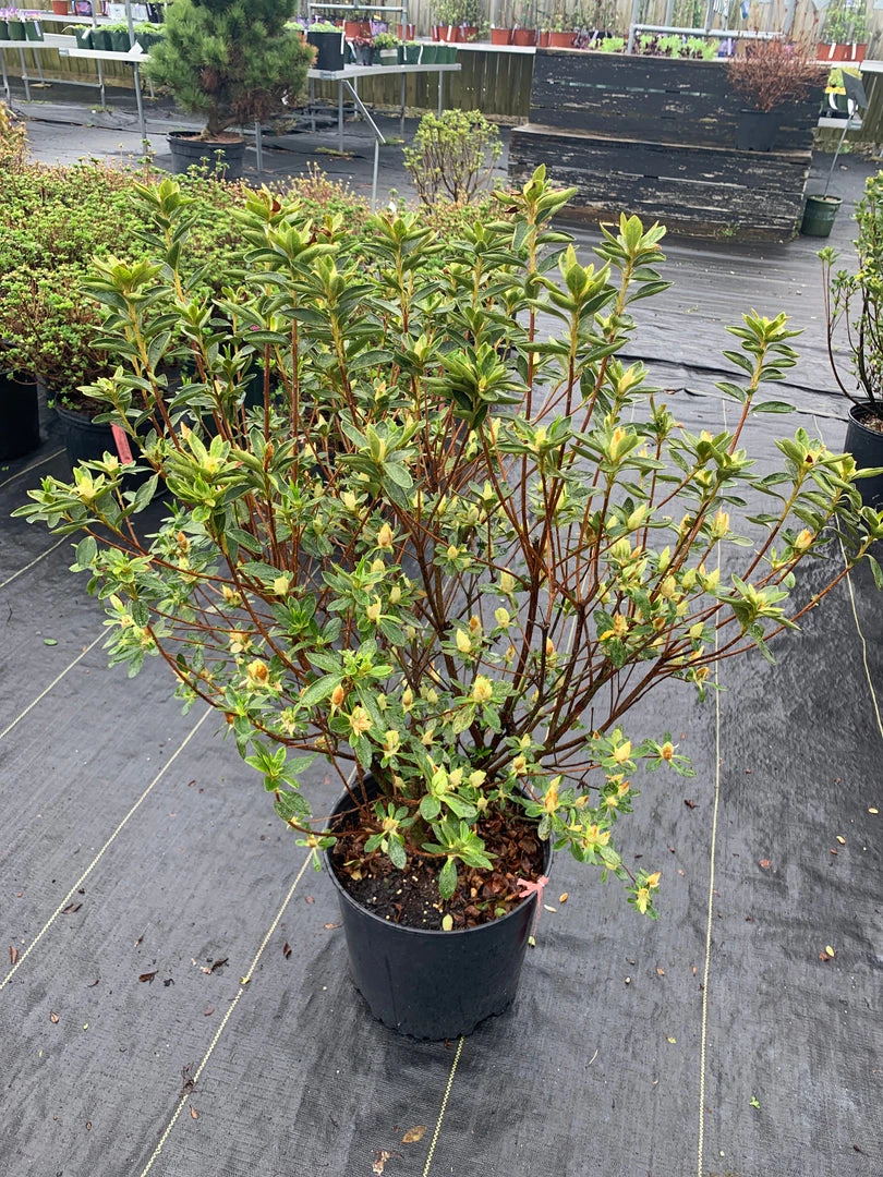 Pandy's Garden Center Azalea - Cascade White 4 Pandy's Garden Center Azalea - Cascade White