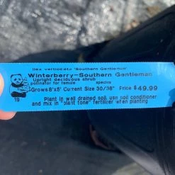 Pandy's Garden Center Nursery Winterberry Southern Gentleman D-3 !