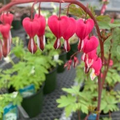 Pandy's Garden Center Perennials Dicentra Spectabilis - Bleeding Heart