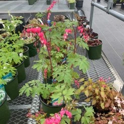 Pandy's Garden Center Perennials Dicentra Spectabilis - Bleeding Heart
