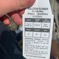 Pandy's Garden Center Platycodon/ Balloon Flower ‘double Blue’