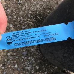 Pandy's Garden Center Nursery Maple Phoenix Snakebark