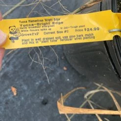 Pandy's Garden Center Nursery Yucca Bright Edge