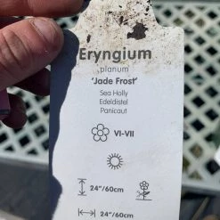 Pandy's Garden Center Eryngium ‘jade Frost’ 5 Pandy's Garden Center Eryngium ‘jade Frost’