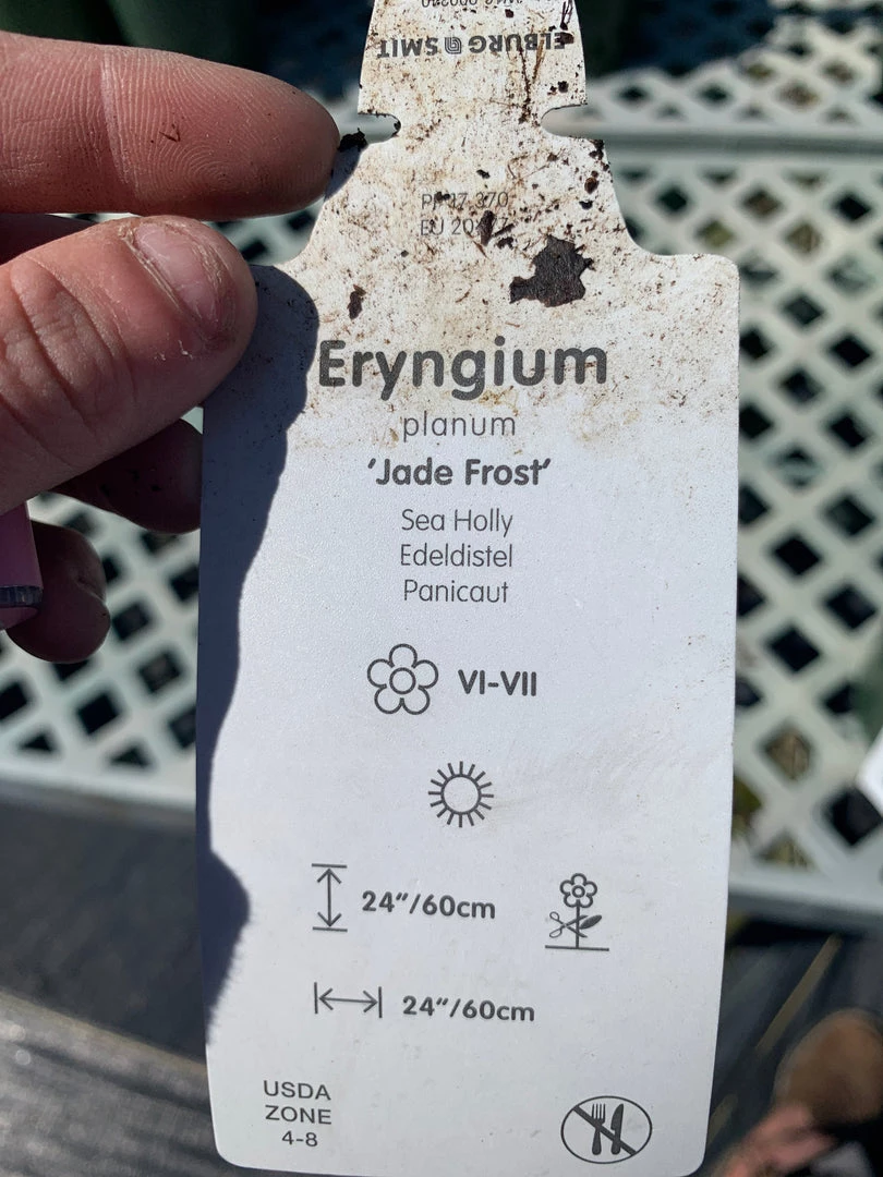 Pandy's Garden Center Eryngium ‘jade Frost’ 4 Pandy's Garden Center Eryngium ‘jade Frost’