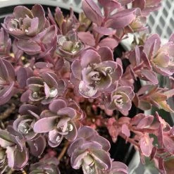 Pandy's Garden Center Perennials Sedum ‘sun Sparkler’