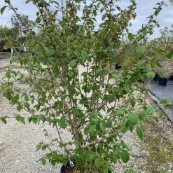 Pandy's Garden Center Viburnum ‘Marie’s Doublefile’ Nursery