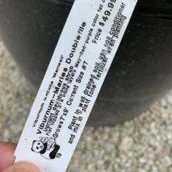 Pandy's Garden Center Viburnum ‘Marie’s Doublefile’ Nursery