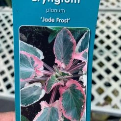 Pandy's Garden Center Eryngium ‘jade Frost’