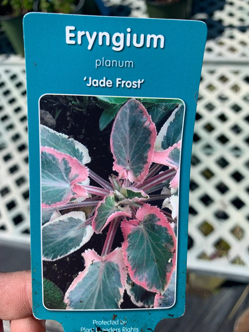 Pandy's Garden Center Eryngium ‘jade Frost’ 3 Pandy's Garden Center Eryngium ‘jade Frost’