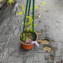 Pandy's Garden Center Clematis 'Niobe' 5 Pandy's Garden Center Clematis 'Niobe'