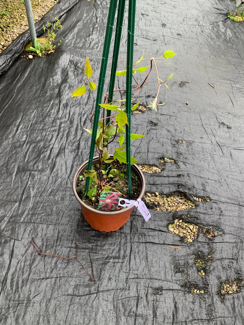 Pandy's Garden Center Clematis 'Niobe' 4 Pandy's Garden Center Clematis 'Niobe'