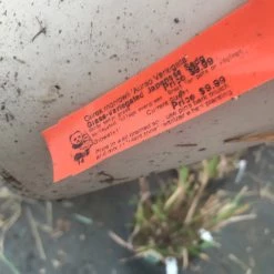 Pandy's Garden Center Nursery Japanese Grass - Variegated 5 Pandy's Garden Center Nursery Japanese Grass - Variegated