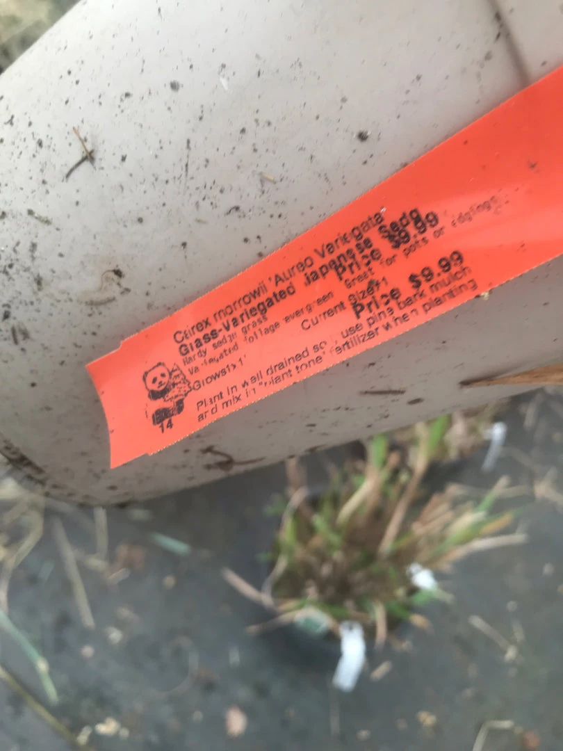 Pandy's Garden Center Nursery Japanese Grass - Variegated 4 Pandy's Garden Center Nursery Japanese Grass - Variegated